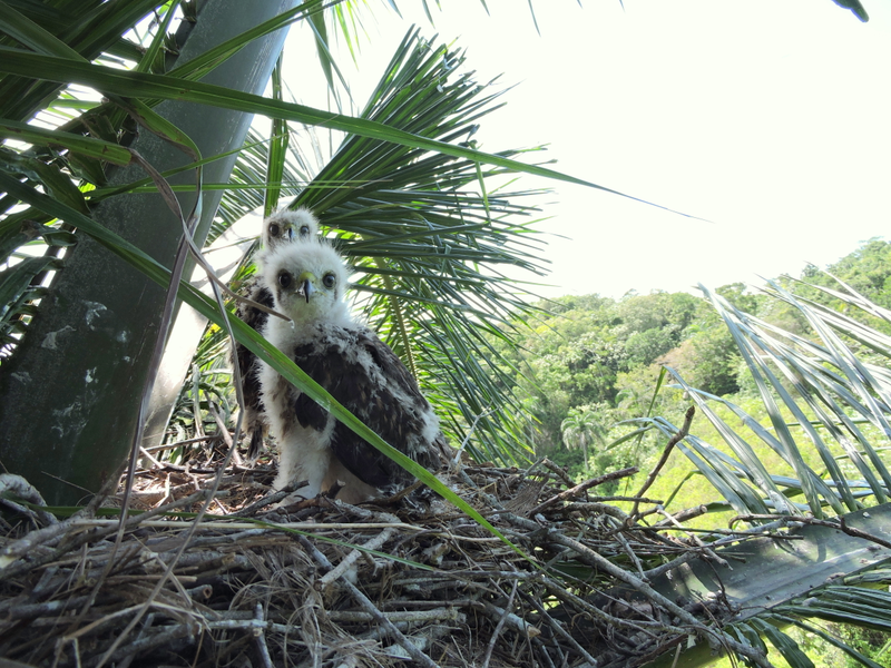 Two hawk nestlings high among the palm fronds in their nest